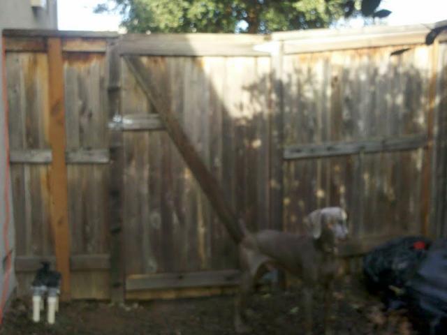 Backyard 8